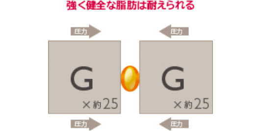 コンデンスリッチファットの場合の健全な脂肪細胞イメージ