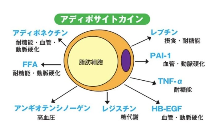 母の日常　内臓脂肪②！