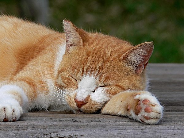 母の日常　睡眠って大事！