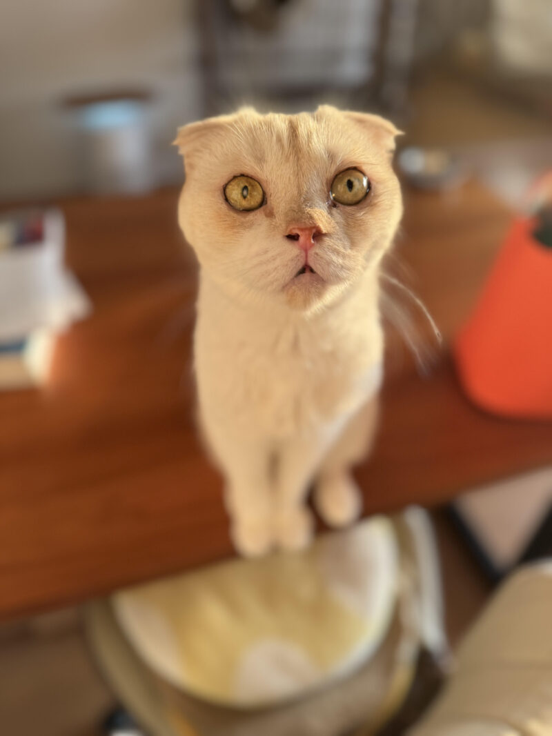 母の日常　猫が好きすぎる