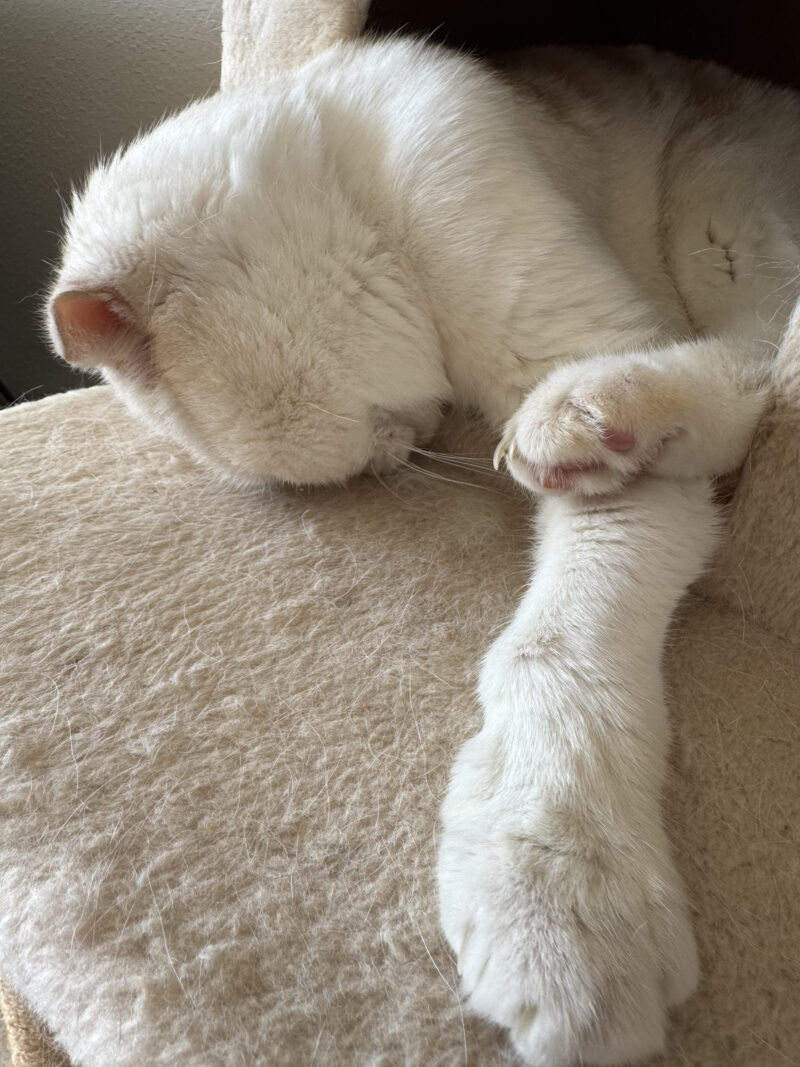 母の日常　自分で自分を不幸にしない